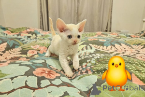 Photo №3. Chérie Devons. Allemagne