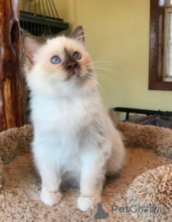 Photo №1. sacré de birmanie - à vendre en ville de Gernité | Gratuit | Annonce № 146141