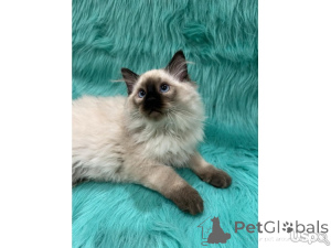 Photo №2 de l'annonce № 143165 de la vente maine coon - acheter à USA annonce privée