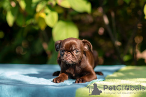 Photos supplémentaires: Griffon au chocolat et Petitbrabançon