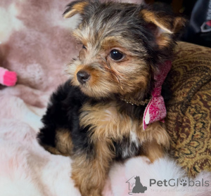 Photo №3. Chiots Yorkshire Terrier de race pure, compagnons compacts avec de grands cœurs. Allemagne
