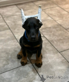 Photo №1. dobermann - à vendre en ville de Aschaffenburg | négocié | Annonce №167077