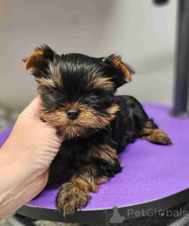 Photo №2 de l'annonce № 137953 de la vente yorkshire terrier - acheter à Allemagne éleveur