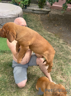 Photo №2 de l'annonce № 116983 de la vente dogue de bordeaux - acheter à Serbie éleveur