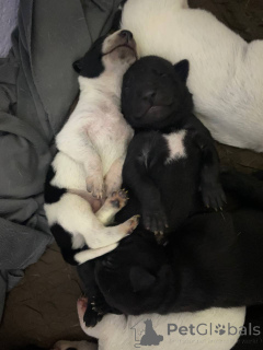 Photo №4. Je vais vendre american pit bull terrier en ville de Bichkek. annonce privée - prix - négocié