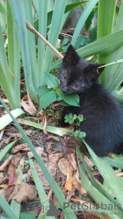 Photos supplémentaires: Chaton en cadeau