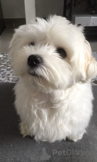 Photo №2 de l'annonce № 132987 de la vente bichon maltais - acheter à USA 