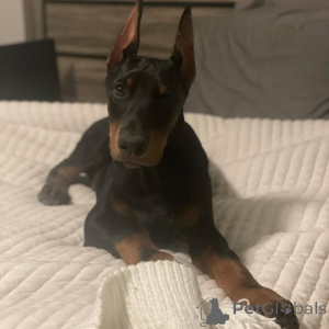 Photo №2 de l'annonce № 138754 de la vente dobermann - acheter à Allemagne 