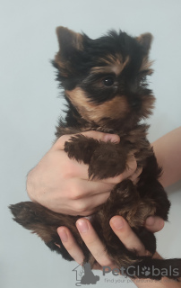 Photo №3. Yorkshire Terrier. Turquie