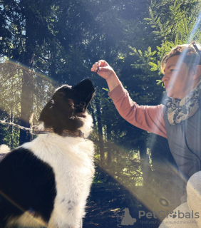 Photos supplémentaires: Polina, une chienne énergique, active et bienveillante, cherche sa maison !