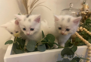 Photo №1. angora turc - à vendre en ville de Herzogenauras | 350€ | Annonce № 169559