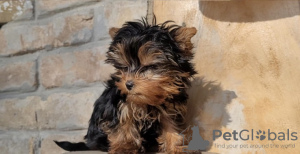 Photo №3. Chiots yorkshire terrier. Allemagne