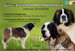 Photo №3. Chiots de chien de garde de Moscou. Fédération de Russie
