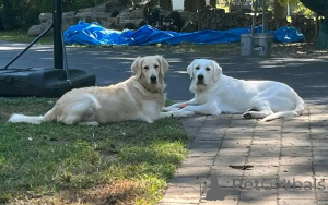 Photo №3. Chiot Golden Retriever à la recherche d'une nouvelle maison. USA