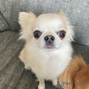 Photo №1. chihuahua - à vendre en ville de Karvia | négocié | Annonce №166482