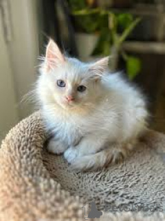 Photo №3. Chatons siamois à acheter. Pays Bas