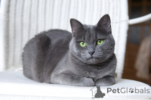Photo №1. bleu russe - à vendre en ville de Intra | Gratuit | Annonce № 173576