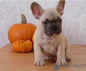 Photo №1. bouledogue - à vendre en ville de Дрезден | 300€ | Annonce №108113