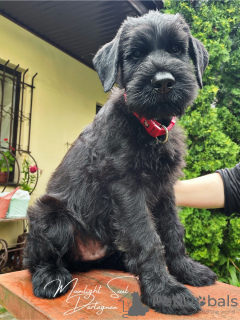 Photos supplémentaires: Chiots Schnauzer Géant (3 mois)