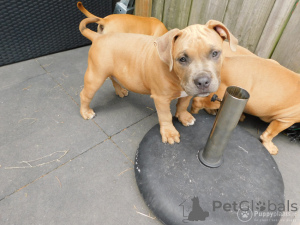 Photo №4. Je vais vendre bouledogue américain en ville de Cerf. annonce privée, éleveur - prix - 850€