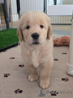 Photo №2 de l'annonce № 174965 de la vente golden retriever - acheter à Allemagne annonce privée