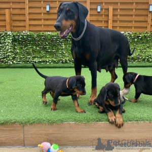 Photo №1. dobermann - à vendre en ville de Celje | négocié | Annonce №175793