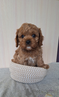 Photo №1. kavapoun - à vendre en ville de Minsk | Gratuit | Annonce №156622