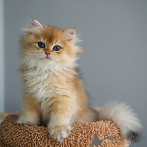 Photo №3. Chatons British Golden Chinchilla avec pedigree WCF. Turquie