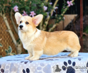 Photo №3. Chiots Welsh Corgi Pembroke à vendre. Serbie