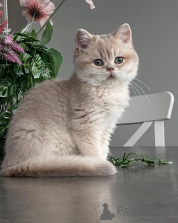 Photo №2 de l'annonce № 159474 de la vente chat chinchilla - acheter à Allemagne éleveur