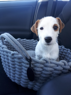 Photos supplémentaires: Fille Jack Russell Terrier