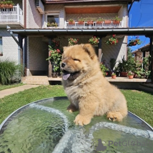 Photo №3. Chow-chow mâle. Serbie