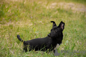 Photo №3. Chiots filles. Fédération de Russie