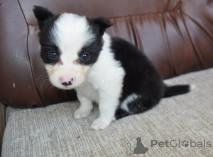 Photo №4. Je vais vendre border collie en ville de Šabac. annonce privée - prix - négocié