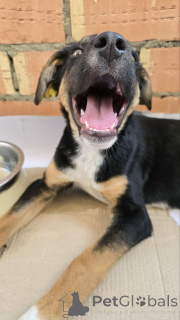 Photo №4. Je vais vendre chien bâtard en ville de Москва. annonce privée - prix - Gratuit