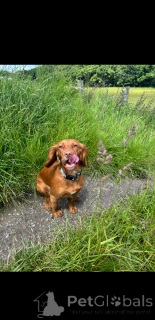 Photo №4. Je vais vendre cocker spaniel anglais en ville de Coovol.  - prix - 339€