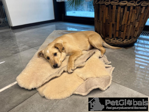 Photo №3. Je donne des chiots entre de bonnes mains pendant 3 mois.. Fédération de Russie