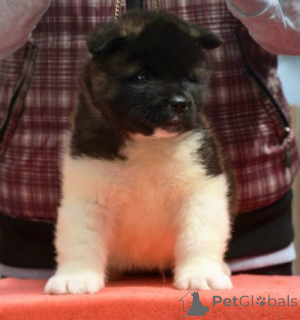 Photo №4. Je vais vendre akita (chien) en ville de Jagodina. éleveur - prix - négocié