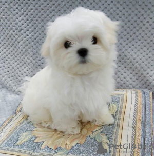 Photo №1. bichon maltais - à vendre en ville de Helsinki | négocié | Annonce №40425