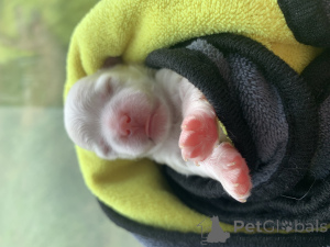 Photo №1. bichon maltais - à vendre en ville de Moskova | négocié | Annonce №146079