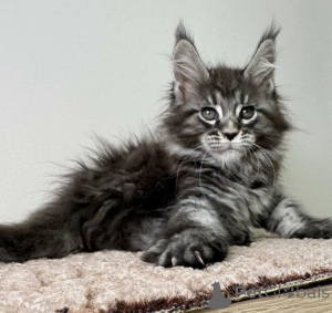 Photo №1. maine coon - à vendre en ville de Baden-Baden | 990€ | Annonce № 163716
