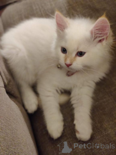 Photo №1. sibérien - à vendre en ville de Беттамбур | 350€ | Annonce № 141875