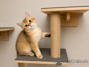 Photo №3. Chatons British Shorthair enregistrés. La Grande-Bretagne