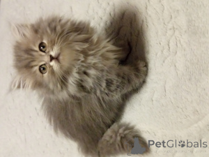 Photo №3. Cheveux longs britanniques. Turquie