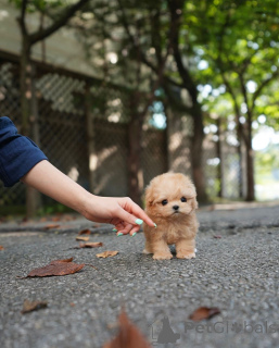 Photo №4. Je vais vendre maltipu en ville de Helsinki. éleveur - prix - 650€