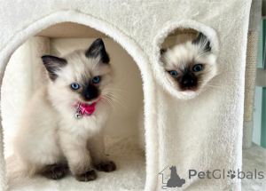 Photo №1. ragdoll - à vendre en ville de pontage | 350€ | Annonce № 154977