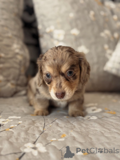 Photo №3. Rare chiot teckel pommelé au chocolat adorable et prêt pour sa maison pour. Allemagne