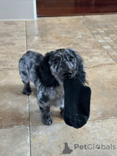 Photo №2 de l'annonce № 144413 de la vente teckel - acheter à République Tchèque éleveur