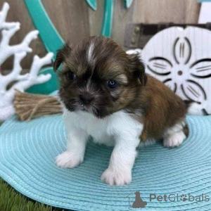 Photo №4. Je vais vendre  en ville de Fredericksborg.  - prix - 484€