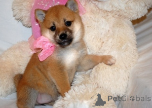 Photo №1. shiba - à vendre en ville de Varsovie | négocié | Annonce №137504